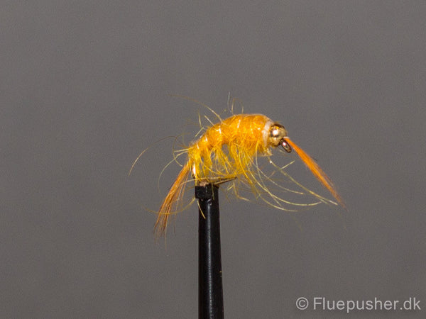 Orange tangloppe gh