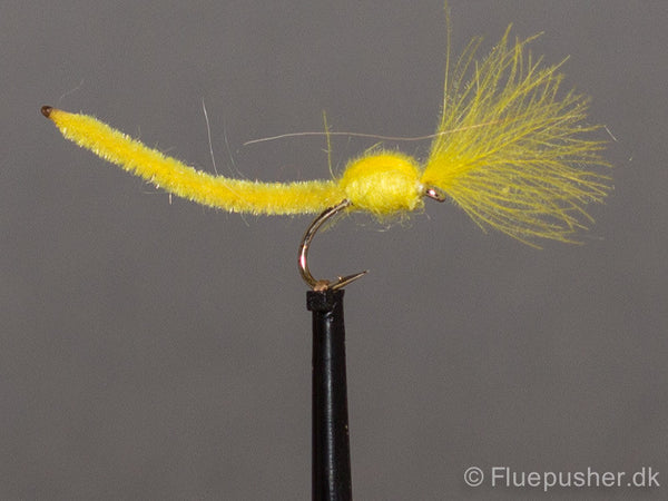 Yellow cdc worm nymph