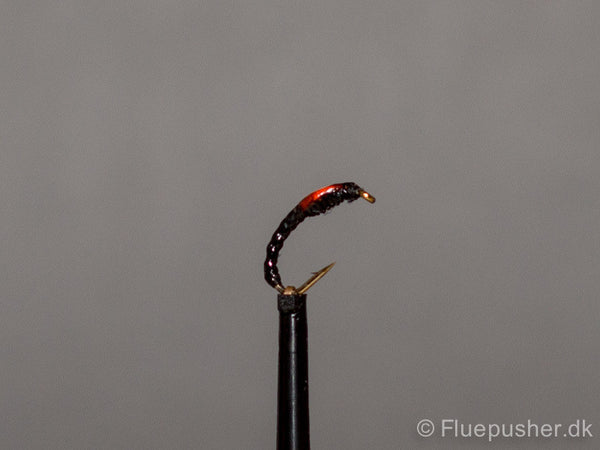Kingfisher orange cheeks fleet buzzer