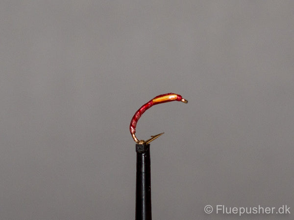 Kingfisher red sunburst cheeks buzzer