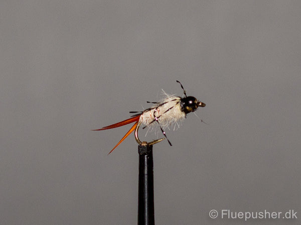 Hares ear anatomic gh