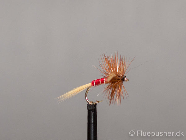 Red  Spinner