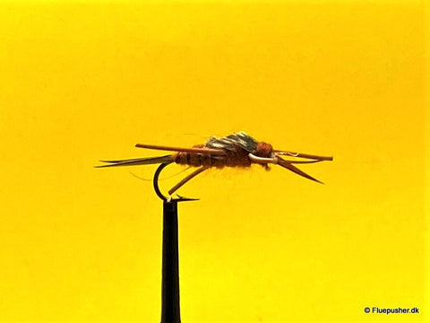 Caddis larva