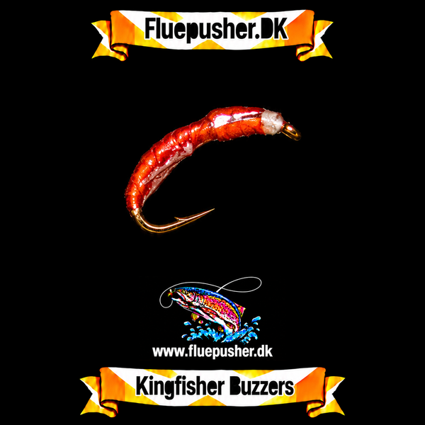 Kingfisher Buzzers – Kingfisher orange cheeks