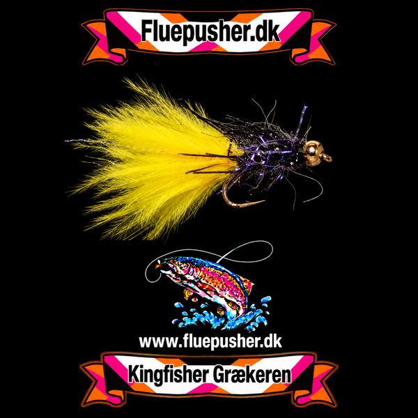 Rough yellow tail græker – Kingfisher Grækeren
