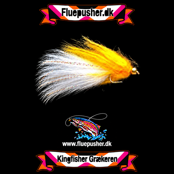 Orange Græker long tail med harmonisk hvid hale