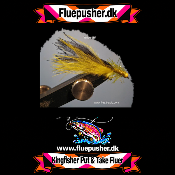 UV yellow tail super cat