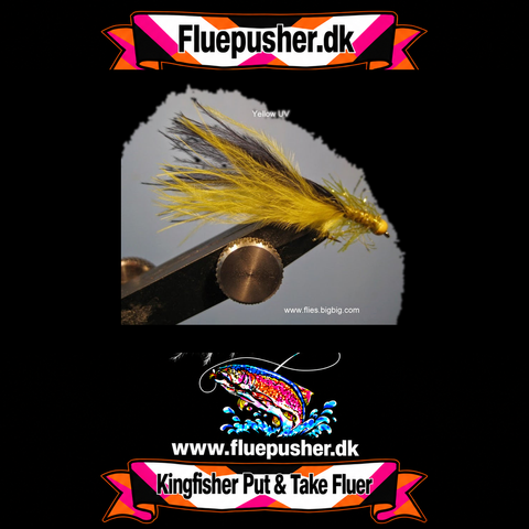 UV yellow tail super cat